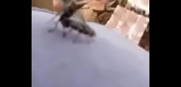  Muskita safada sendo violada por moskito dotado